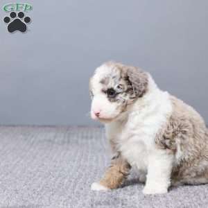 Sabrina, Mini Sheepadoodle Puppy